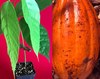 TRINITARIO Theobroma Cacao Cocoa Chocolate Fruit Tree Potted Plant RED Medium Pod 10-13"