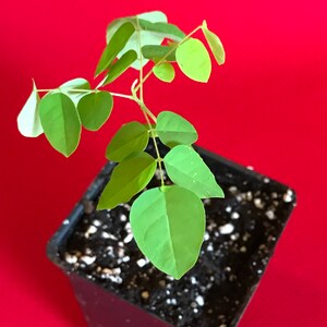 Star Fruit Averrhoa Carambola Bell Seedling Potted Starfruit Plant Tree image 5