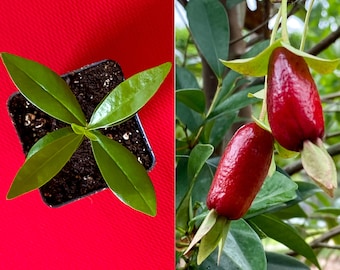 Savanna Cherry Eugenia Calycina Dark Red Fruit Tropical Tree Plant RARE