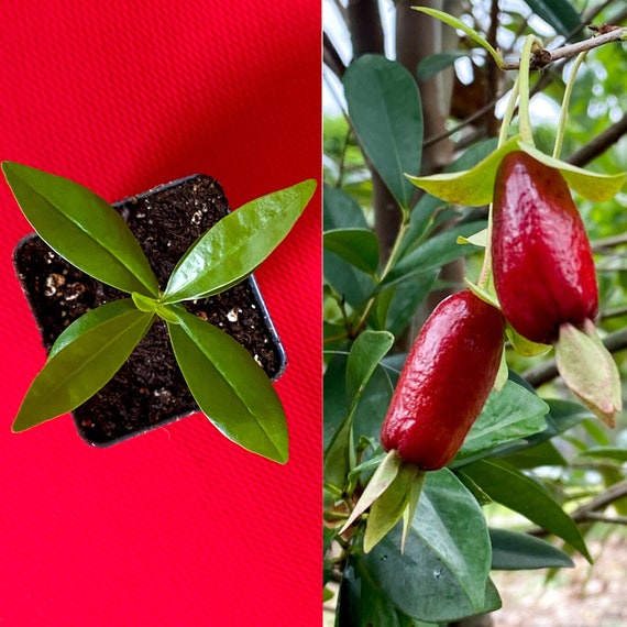 Trees Beginning R Tropical Tree Beginning With R
