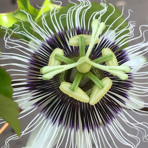 Yellow Passion Fruit Passiflora Edulis Potted Starter PLANT Tropical Vine image 3