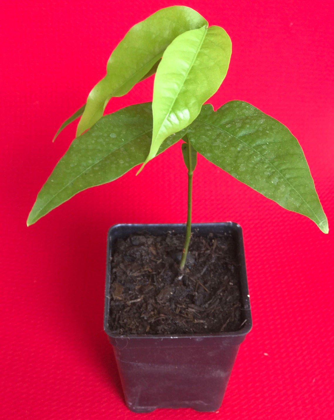 Spanish Lime Genip Guinep Ginepa Limoncillo Mamoncillo Fruit Etsy