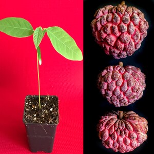 Red Sugar Apple Sweetsop Annona Squamosa Potted PLANT Tropical Tree Big Red Fruit