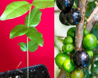 Jaboticaba Plinia Cauliflora Sabara Brazilian Grape Seedling Plant Potted Fruit Tree Jabuticaba