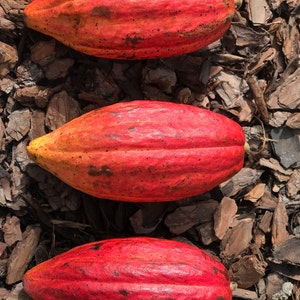 May include: Three red and orange cocoa pods on a bed of brown wood chips.