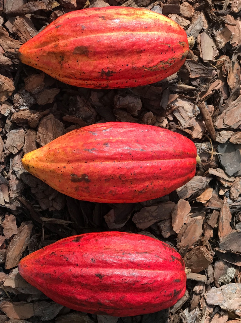May include: Three red and orange cocoa pods on a bed of brown wood chips.