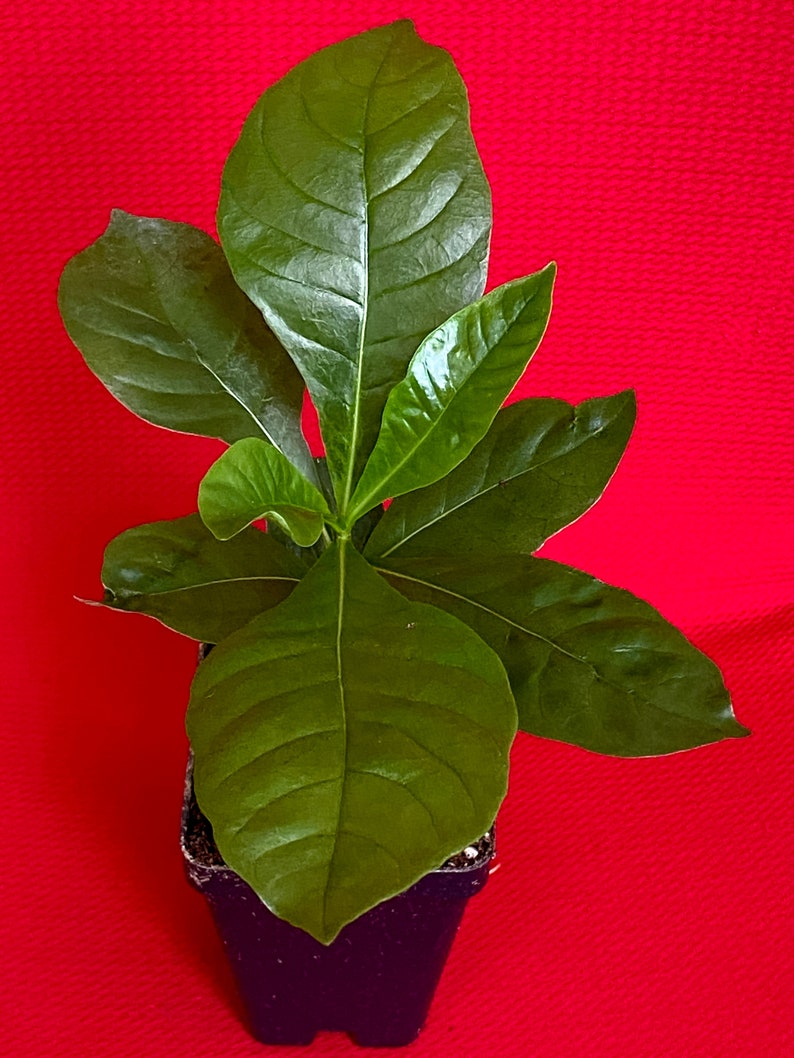 Genipa Americana Jagua Genipap Jenipapo Plant Fruit That Turn Etsy