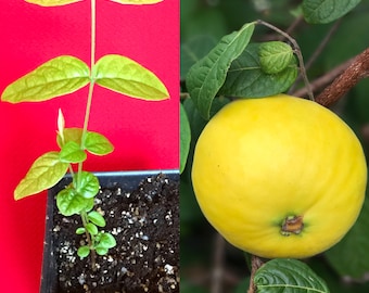 Araza Araca Boi Eugenia Stipitata Yellow Orange Aromatic Fruit Tropical Tree Potted Starter Plant RARE