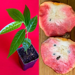 Red Custard Apple Annona Reticulata Potted Plant Tropical Tree