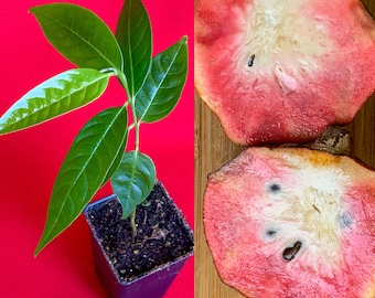 Red Custard Apple Annona Reticulata Potted Plant Tropical Tree