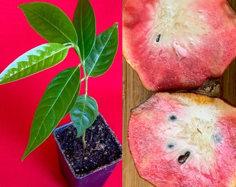 Red Custard Apple Annona Reticulata Potted Plant Tropical Tree