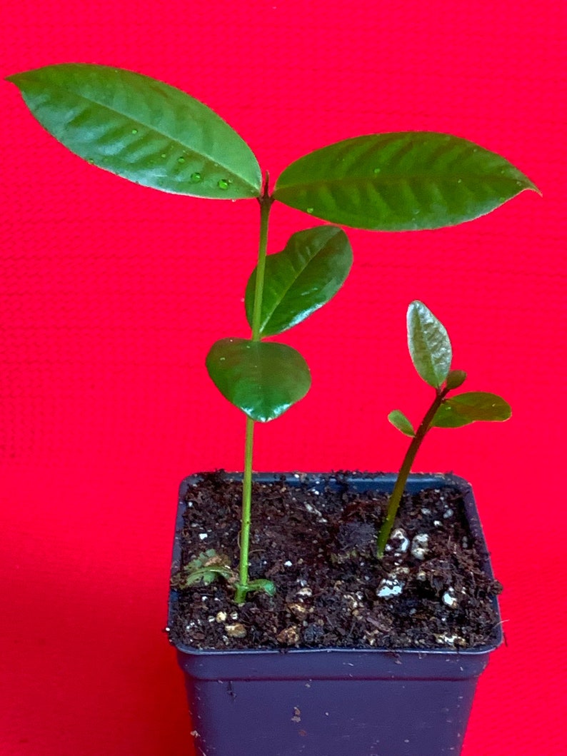 Purple Malay Apple Syzygium Malaccense Fruit Tree Starter - Etsy