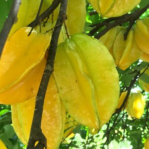 Star Fruit Averrhoa Carambola Bell Seedling Potted Starfruit Plant Tree image 8