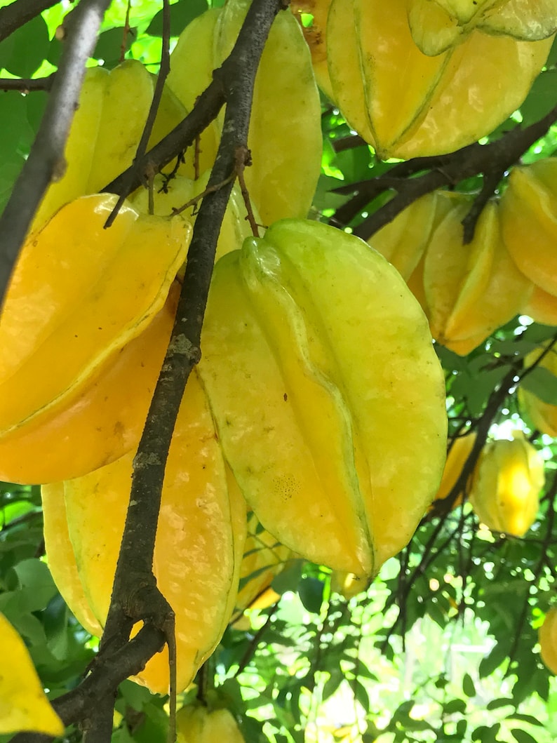 Star Fruit Averrhoa Carambola Bell Seedling Potted Starfruit Plant Tree image 8