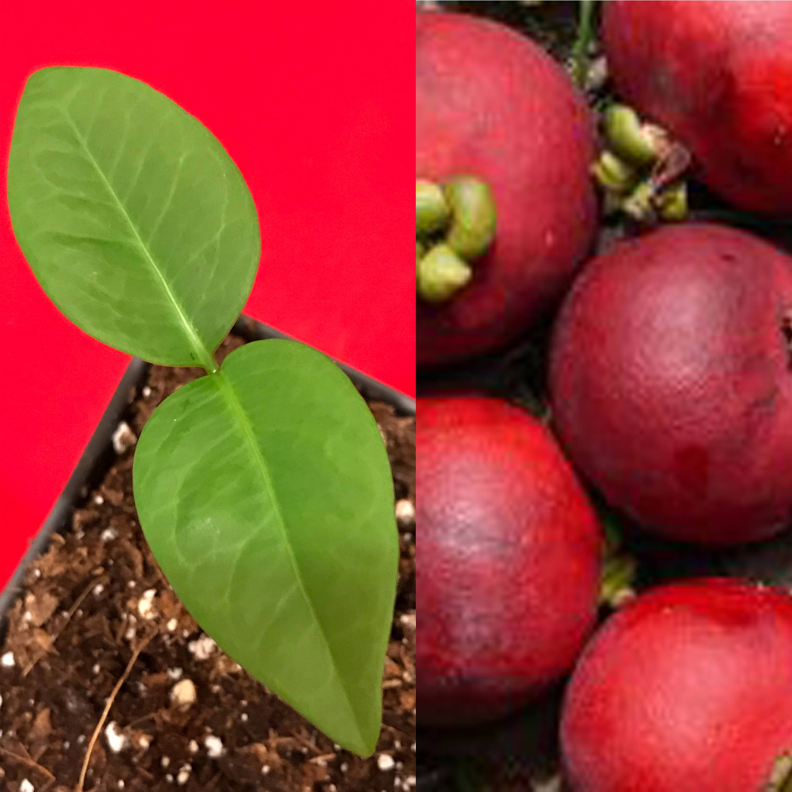 Seashore Mangosteen Garcinia Hombroniana Pink Red Fruit Tree Plant