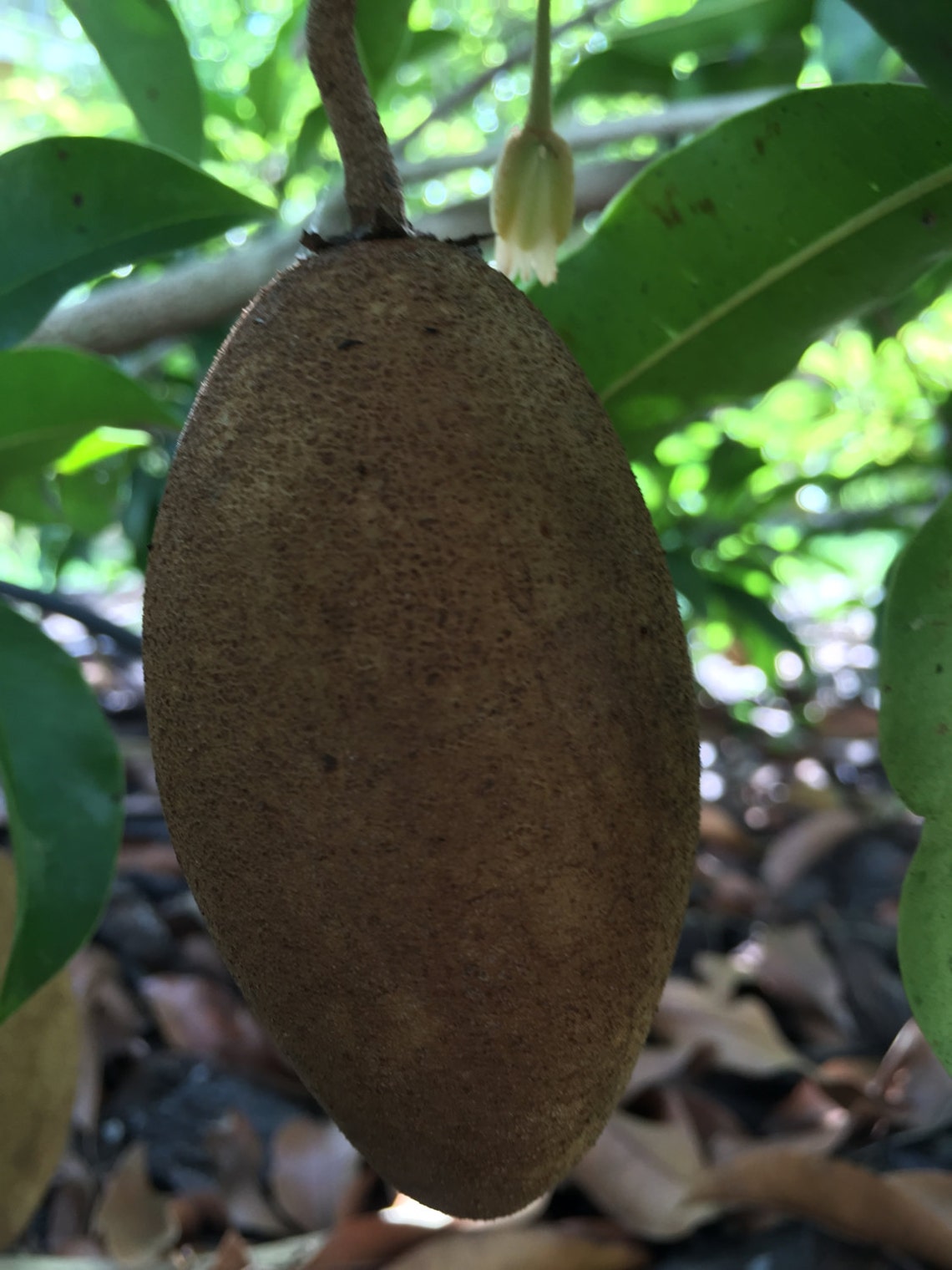 Sapodilla Manilkara Zapota Chiku Makok Tropical Tree Starter | Etsy