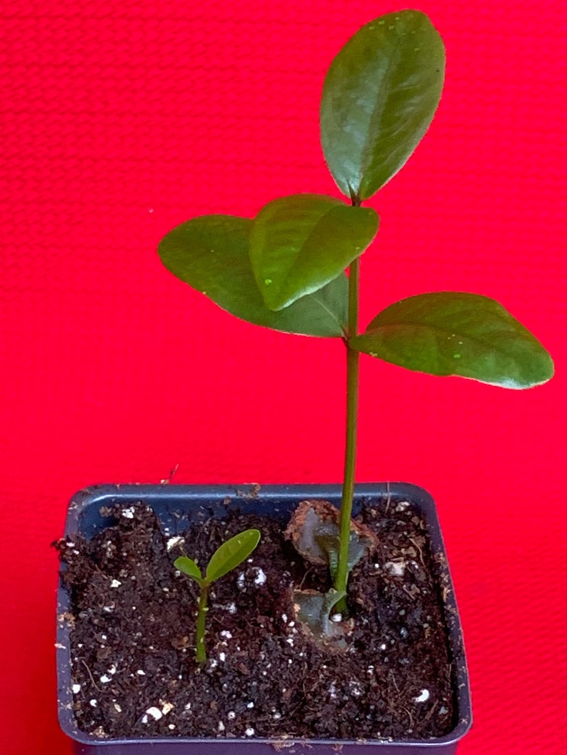 Purple Malay Apple Syzygium Malaccense Fruit Tree Starter - Etsy