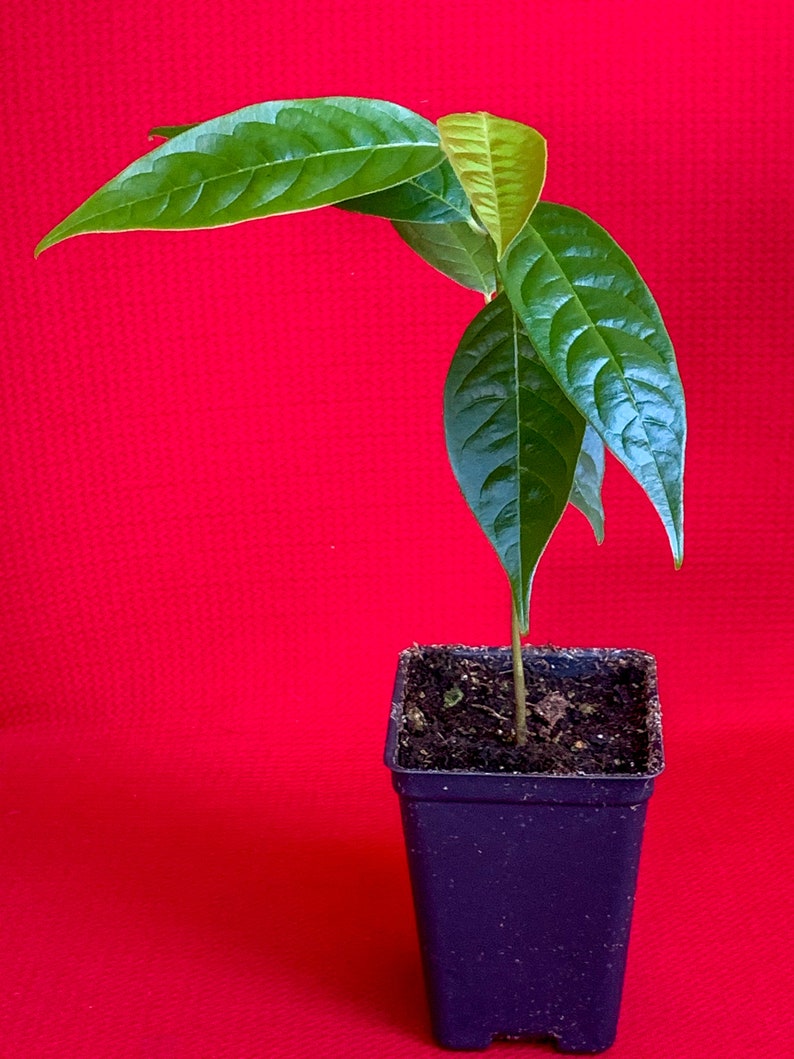 Red Custard Apple Annona Reticulata Potted Plant Tropical Tree image 8