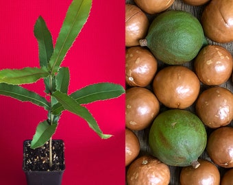 Macadamia Hawaii Nut Seedling Florida Potted Plant Tree