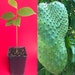 Jedidiah Diche reviewed Annona Muricata Graviola Soursop Guanabana Potted Starter Seedling PLANT Tropical Tree