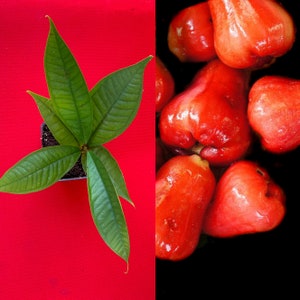 Red Malay Apple Syzygium malaccense Fruit Tree Starter Potted Plant