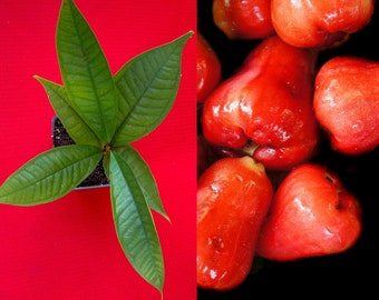 Red Malay Apple Syzygium malaccense Fruit Tree Starter Potted Plant