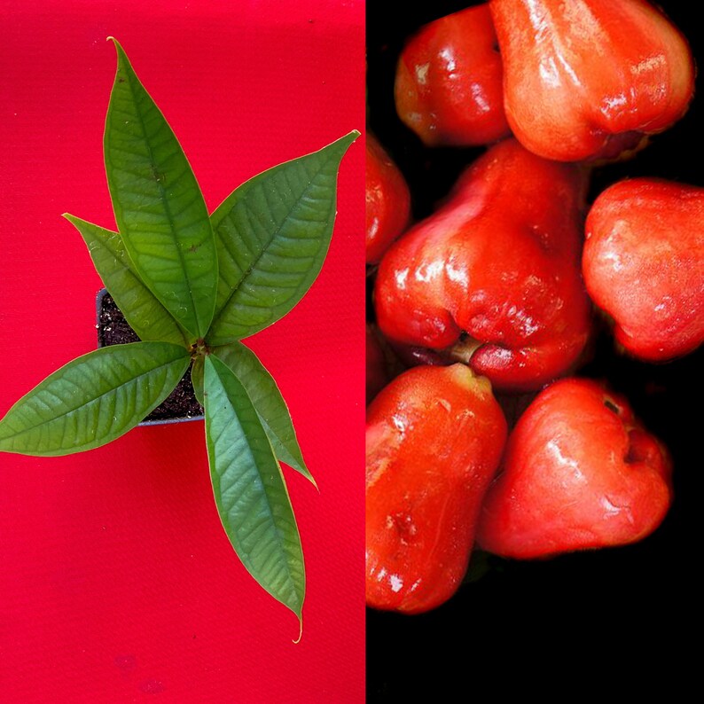 Red Malay Apple Syzygium Malaccense Fruit Tree Starter Potted Etsy