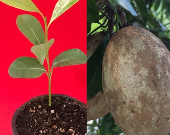 Sapodilla Manilkara Zapota Chiku Excalibur Tropical Tree Starter PLANT Seedling