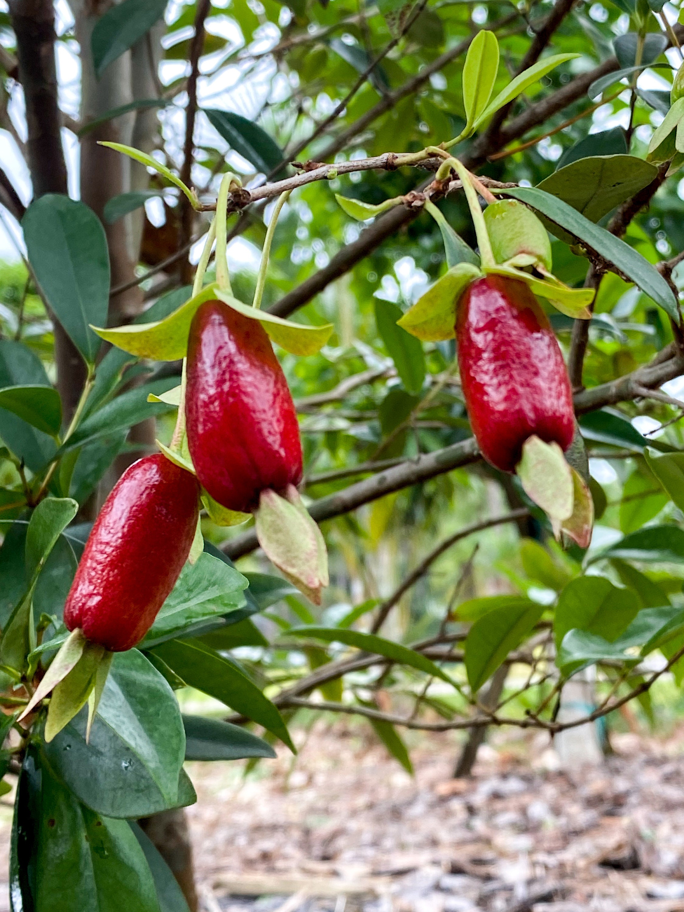 Savanna Cherry Eugenia Calycina Dark Red Fruit Tropical Tree Etsy
