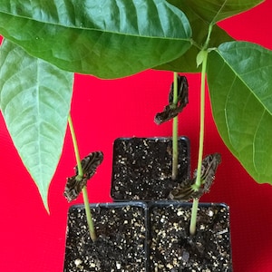May include: Three small green plants with brown seed pods growing in black plastic pots on a red surface.