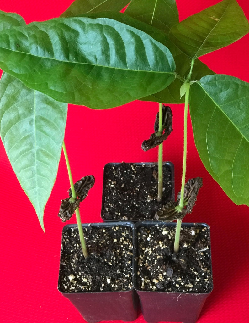 May include: Three small green plants with brown seed pods growing in black plastic pots on a red surface.