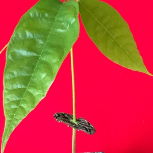 Yellow Pod Theobroma Cacao Cocoa Chocolate Tropical Fruit Tree Starter Potted Plant Seedling image 2