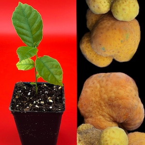 May include: A small green plant with dark green leaves growing in a black plastic pot. The plant is on a red background. On the right side of the image are several yellow, bumpy fruits.