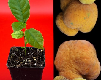 Planta de inicio de plántula de árbol frutal tropical Kwai Muk Artocarpus Hypargyreus