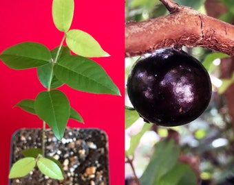 Red Hybrid Precocious Jaboticaba Myrciaria Plinia cauliflora x aureana Fruit Tree Starter Potted Plant, Fast fruiting Jabuticaba