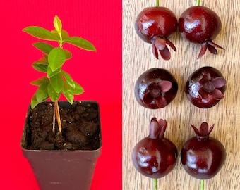 Dwarf Grumichama Eugenia Itaguehiensis Cherry Tropical Fruit Tree Starter plant in pot