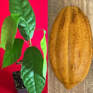 May include: A close-up of a cacao pod, a brown, oblong fruit with deep ridges. The pod is sitting on a wooden surface. A small cacao plant with green leaves is growing in a pot on a red background.