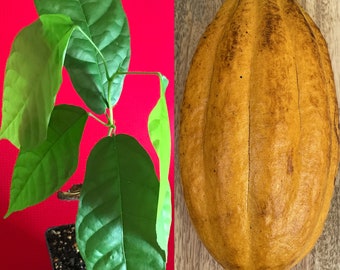 FORASTERO Theobroma Cacao Cocoa Chocolate Fruit Tropical Tree Potted PLANT Yellow Pod