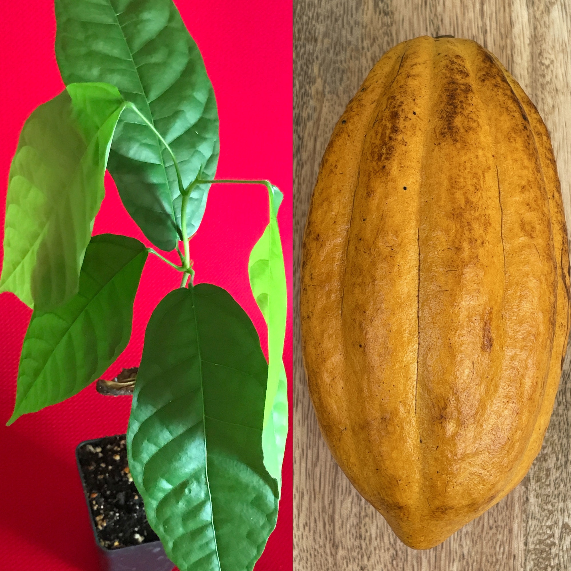 FORASTERO Theobroma Cacao Cocoa Chocolate Fruit Tropical