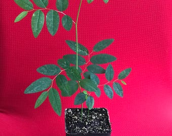 Katuk Variegated Sauropus Androgynus Star Gooseberry Sweet Leaf Bush Plant 5-10"