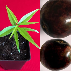 May include: A small green plant growing in a black pot with dark brown soil. Two dark purple fruits are shown on the right side of the image.