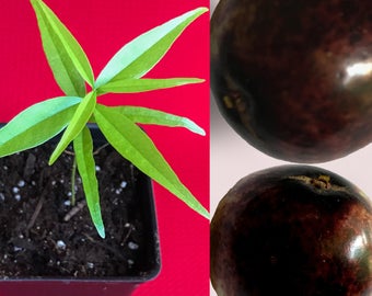 Rainforest Plum Eugenia Candolleana Cambui Roxo Murtinha Tropical Purple Fruit Starter Tree Seedling Plant