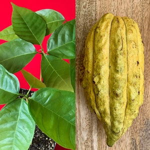 CRIOLLO Theobroma Cacao Cocoa Yellow Pod Chocolate Fruit Tree Potted Plant RARE!