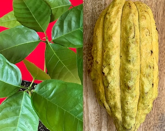 CRIOLLO Theobroma Cacao Cocoa Yellow Pod Chocolate Fruit Tree Potted Plant RARE!