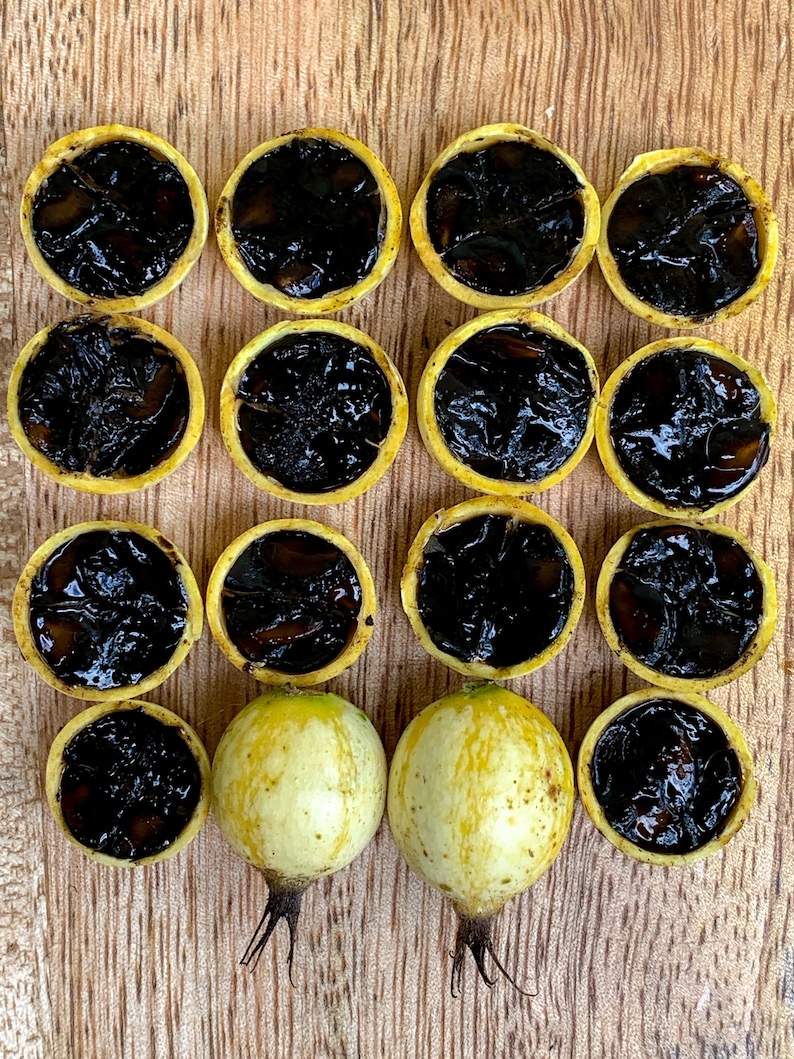 Blackberry Jam Fruit Randia Formosa Potted PLANT Tropical Tree Etsy