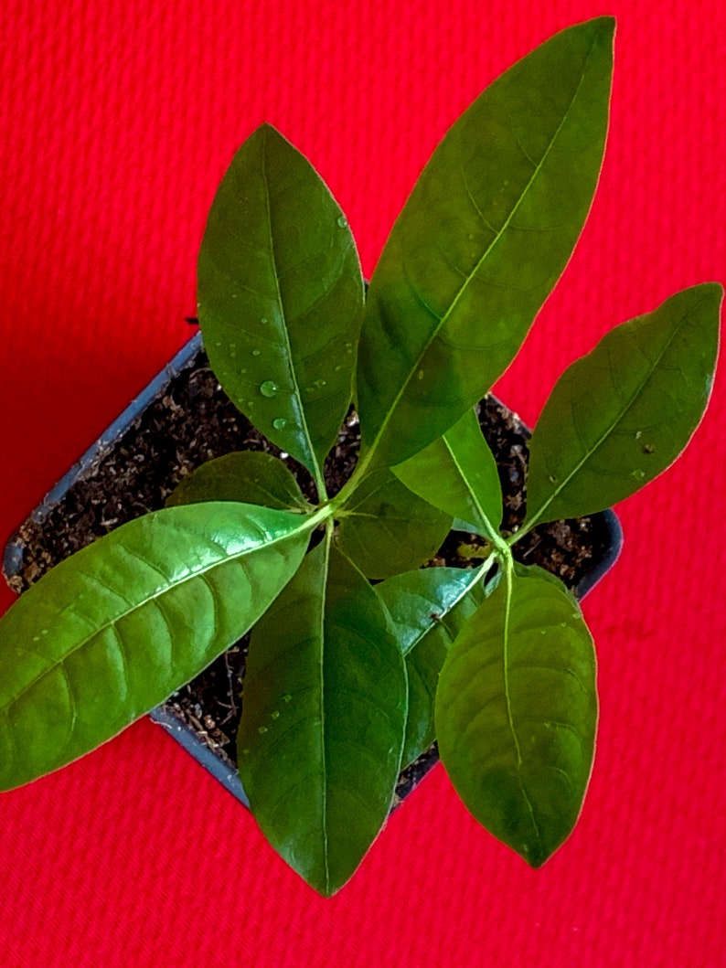 Blackberry Jam Fruit Randia Formosa Potted PLANT Tropical Tree Etsy