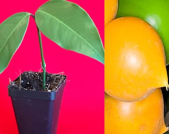 Pode incluir: Uma pequena planta verde com duas folhas crescendo em um vaso de plástico preto. A planta está em um fundo vermelho. Do lado direito da imagem, há três frutas redondas e laranja.