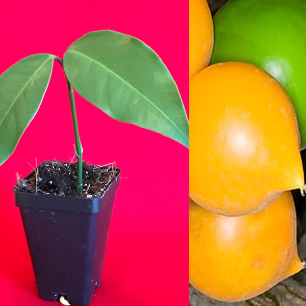 Gamboge Gourka Yellow Mangosteen Garcinia Xanthochymus Fruit Tree Potted Plant