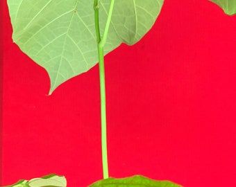 White Cacao Tree (Theobroma Bicolor) Live Plant - Large 18-36" Size, Mocambo, Jaguar Tree, Fruit