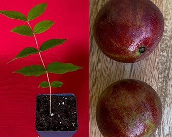 Jaboticaba Plinia Phitrantha  var. ESALQ Fruit Tree tropical Plant VERY RARE!